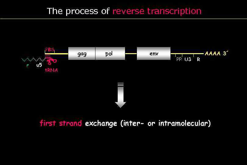 The process of reverse transcription R r U 5 PBS u 5 gag pol