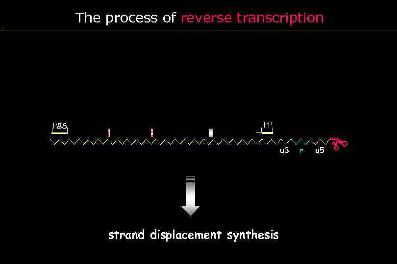 The process of reverse transcription PBS pol env R u 3 gag PP U