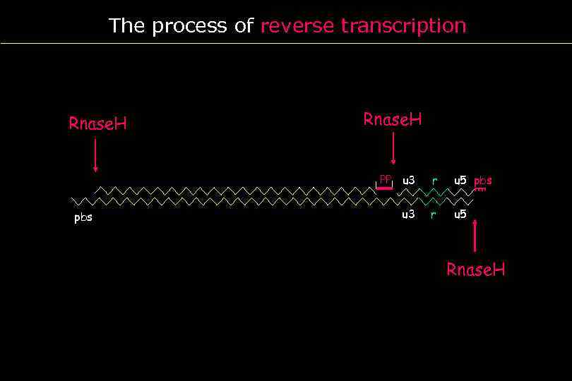 The process of reverse transcription Rnase. H PBS PP u 3 r u 5
