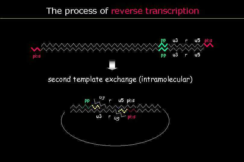 The process of reverse transcription PBS pp u 3 r u 5 pbs pp