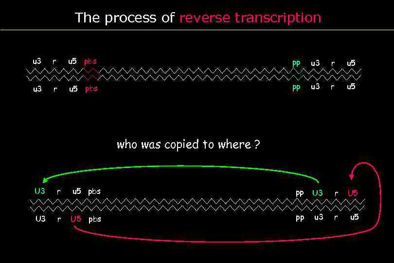 The process of reverse transcription u 3 r u 5 pbs pp u 3