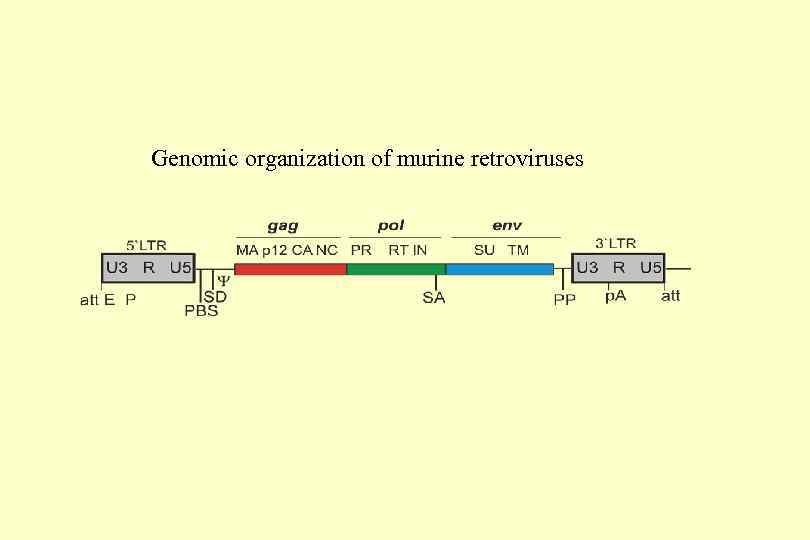 Genomic organization of murine retroviruses 