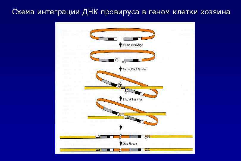 Схема интеграции ДНК провируса в геном клетки хозяина 