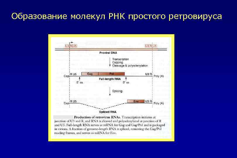 Образование молекул РНК простого ретровируса 