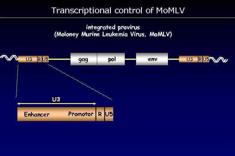 Transcriptional control of Mo. MLV integrated provirus (Moloney Murine Leukemia Virus, Mo. MLV) U
