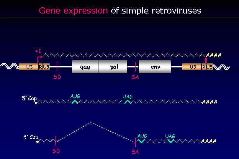Gene expression of simple retroviruses +1 U 3 AAAA gag R U 5 SD