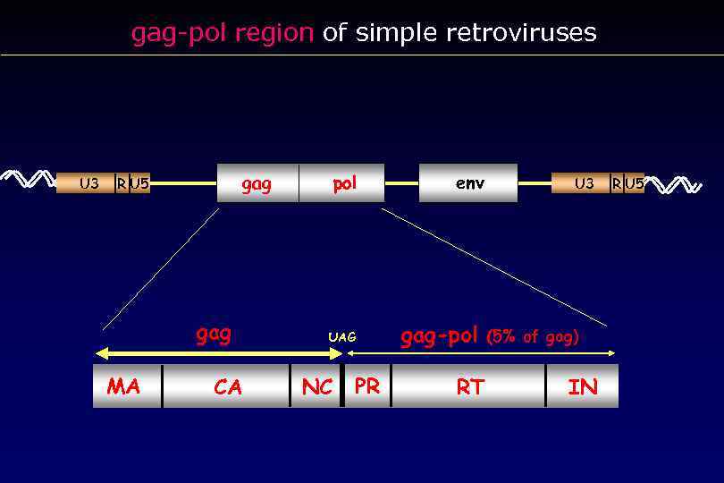 gag-pol region of simple retroviruses U 3 R U 5 gag MA CA pol