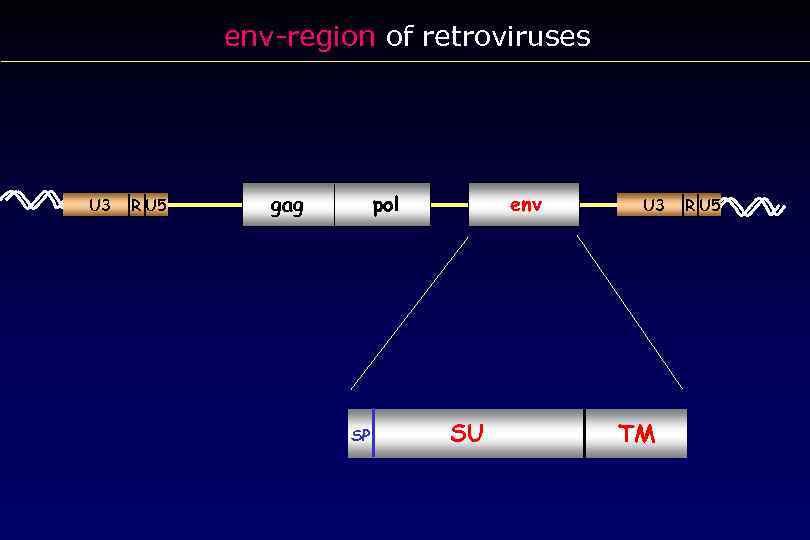 env-region of retroviruses U 3 R U 5 gag pol SP env SU U