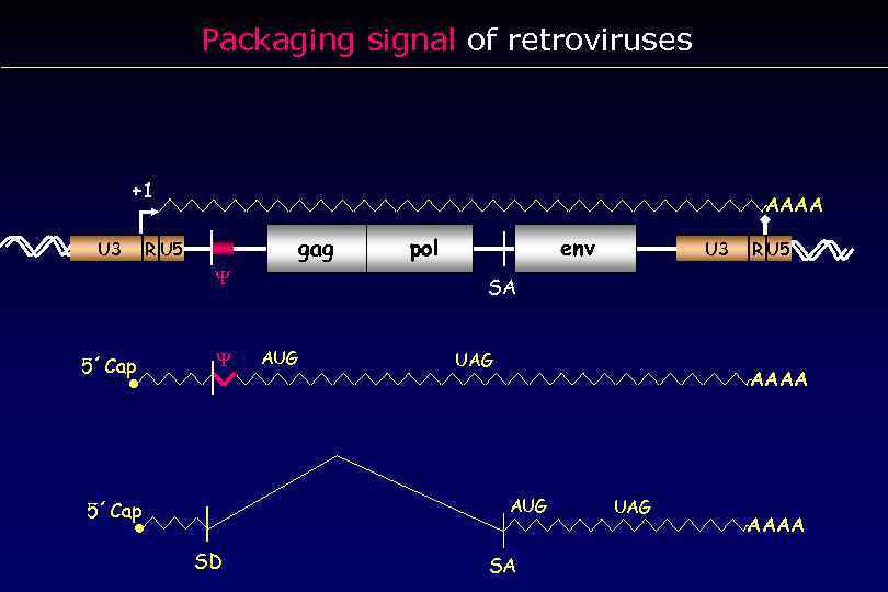 Packaging signal of retroviruses +1 U 3 AAAA gag R U 5 Y 5´Cap