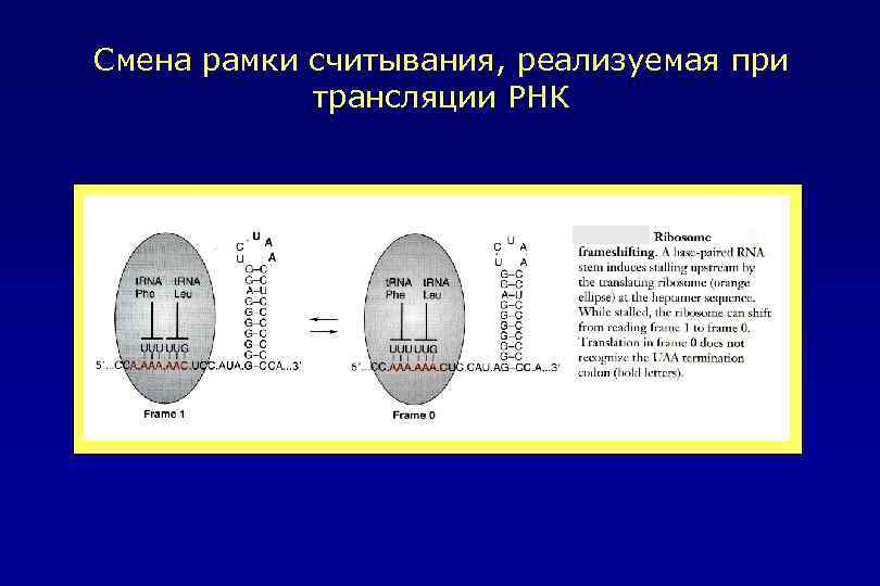 Смена рамки считывания, реализуемая при трансляции РНК 