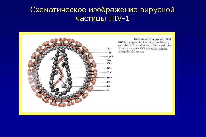Схематическое изображение вирусной частицы HIV-1 