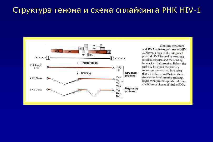 Структура генома и схема сплайсинга РНК HIV-1 