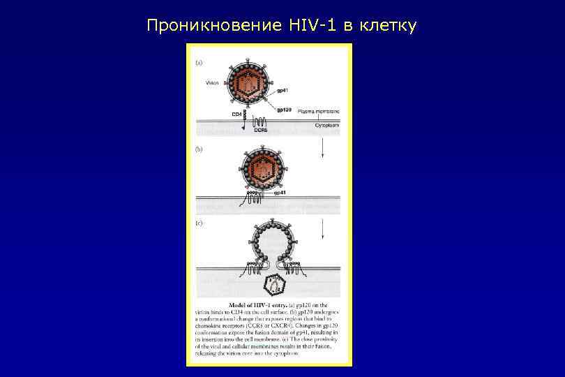 Проникновение HIV-1 в клетку 