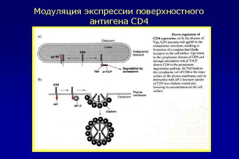 Модуляция экспрессии поверхностного антигена CD 4 