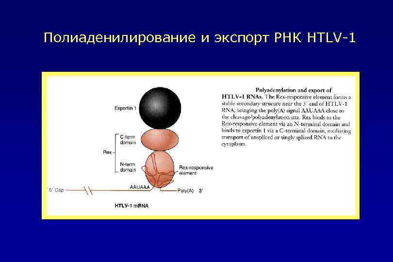 Полиаденилирование и экспорт РНК HTLV-1 