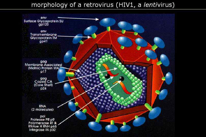 morphology of a retrovirus (HIV 1, a lentivirus) 