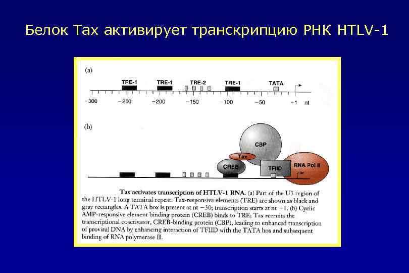 Белок Tax активирует транскрипцию РНК HTLV-1 