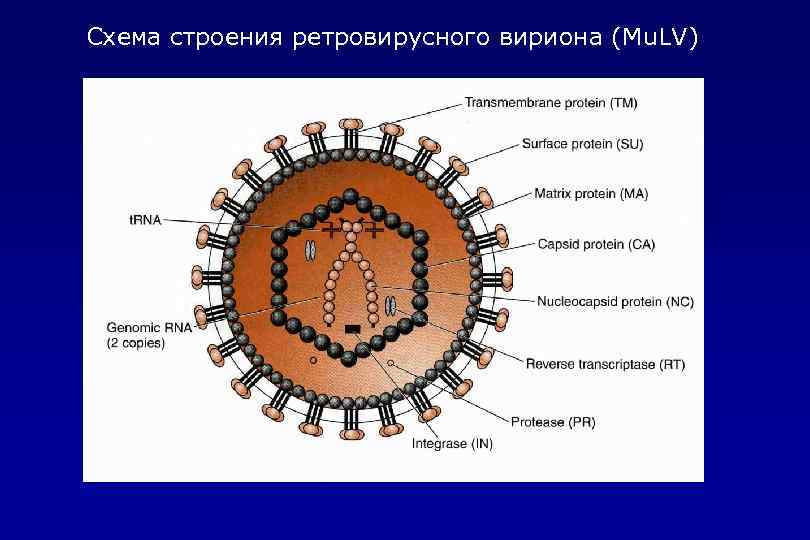 Схема строения ретровирусного вириона (Mu. LV) 