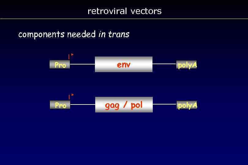 retroviral vectors components needed in trans Pro env poly. A Pro gag / poly.