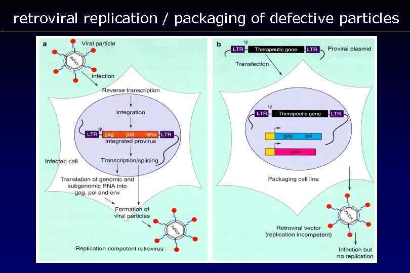 retroviral replication / packaging of defective particles 