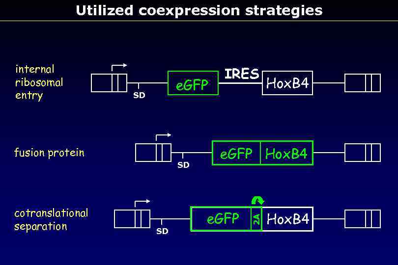 E strategy. Internal ribosome entry site. Под NOXV. Gating Strategy GFP. Defective Ribosomal products.