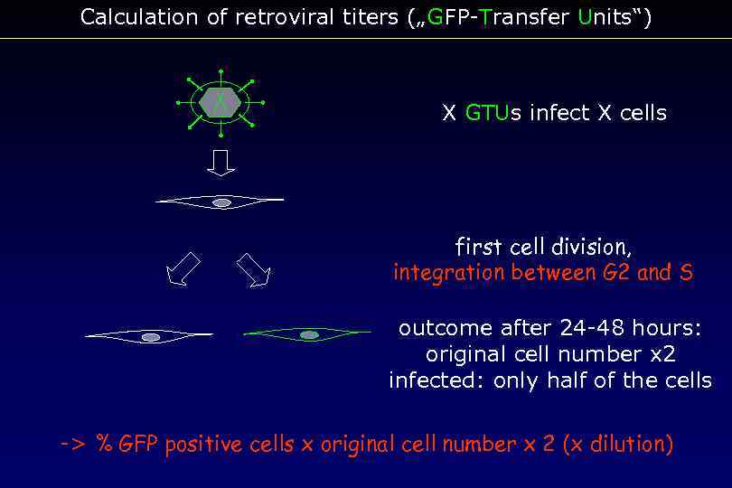 Calculation of retroviral titers („GFP-Transfer Units“) X GTUs infect X cells first cell division,