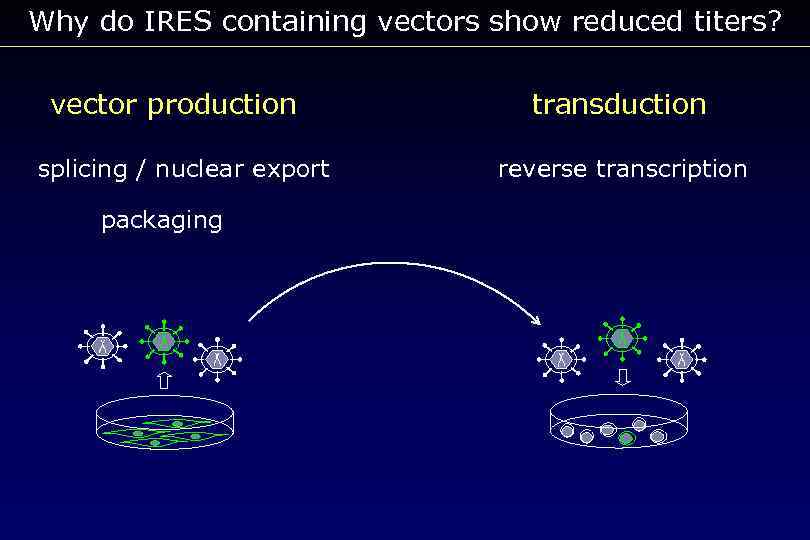 Why do IRES containing vectors show reduced titers? vector production splicing / nuclear export