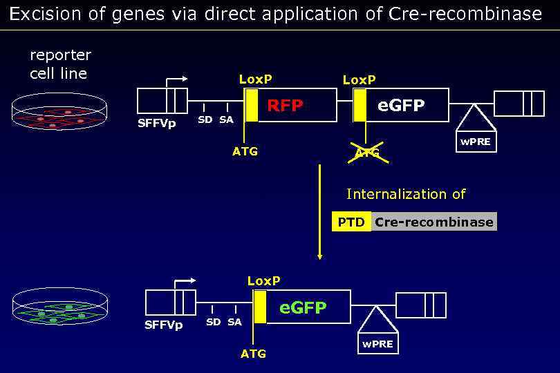 Excision of genes via direct application of Cre-recombinase reporter cell line Lox. P SFFVp