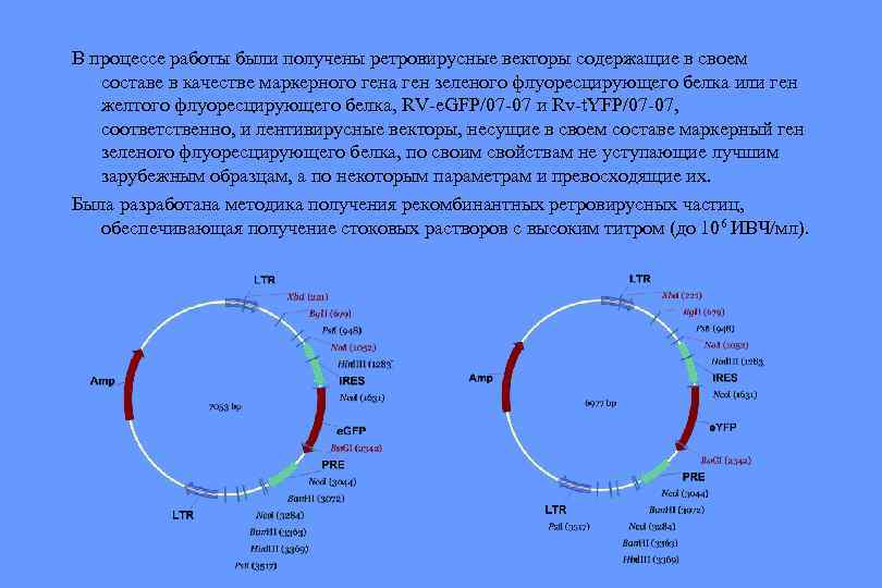 В процессе работы были получены ретровирусные векторы содержащие в своем составе в качестве маркерного