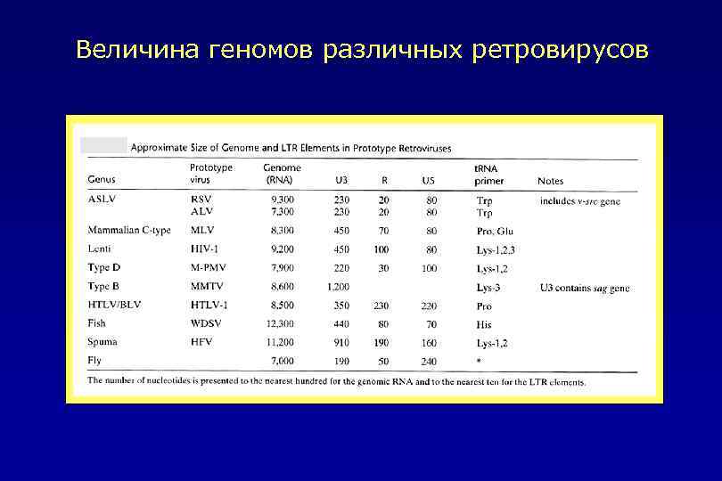 Величина геномов различных ретровирусов 