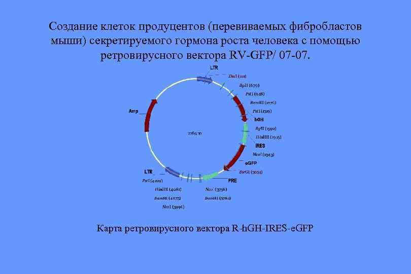 Создание клеток продуцентов (перевиваемых фибробластов мыши) секретируемого гормона роста человека с помощью ретровирусного вектора