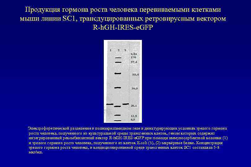 Продукция гормона роста человека перевиваемыми клетками мыши линии SC 1, трансдуцированных ретровирусным вектором R-h.