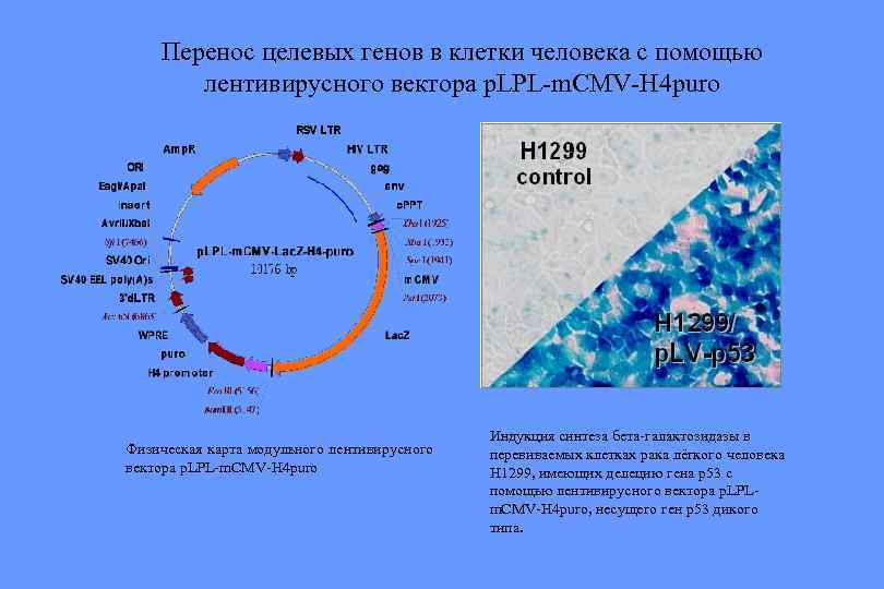 Перенос целевых генов в клетки человека с помощью лентивирусного вектора p. LPL-m. CMV-H 4