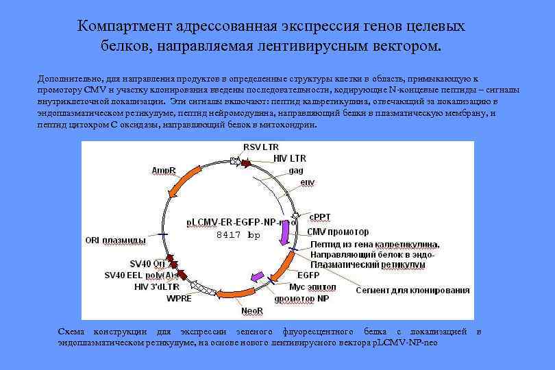 Компартмент адрессованная экспрессия генов целевых белков, направляемая лентивирусным вектором. Дополнительно, для направления продуктов в