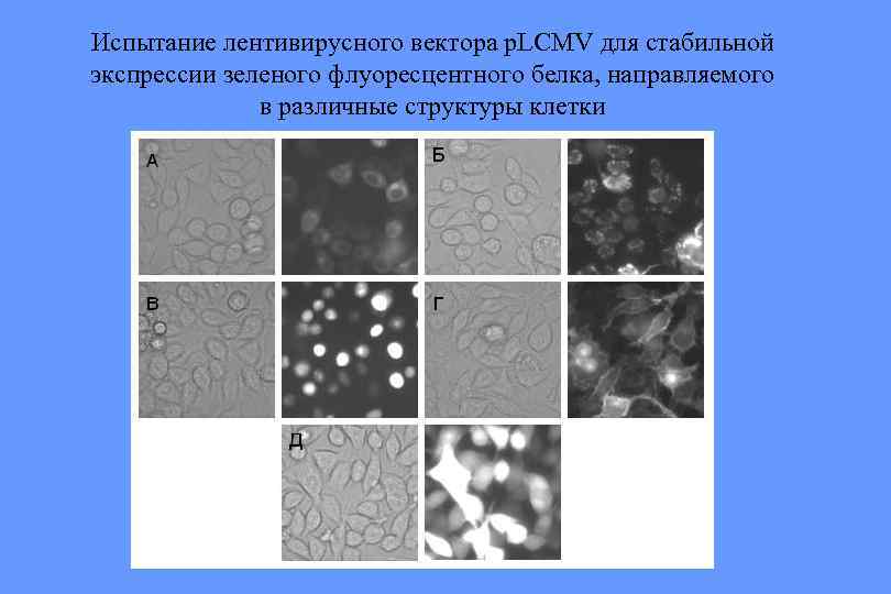 Испытание лентивирусного вектора p. LCMV для стабильной экспрессии зеленого флуоресцентного белка, направляемого в различные