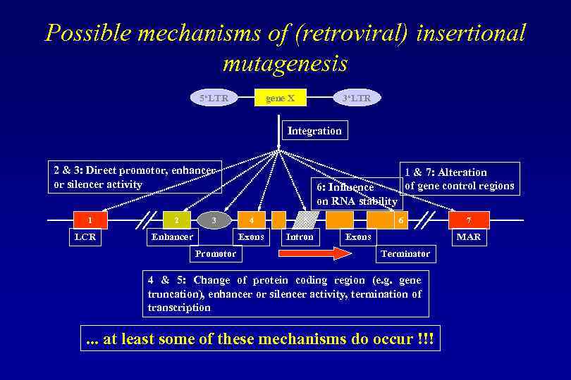 Possible mechanisms of (retroviral) insertional mutagenesis 5‘LTR gene X 3‘LTR Integration 2 & 3: