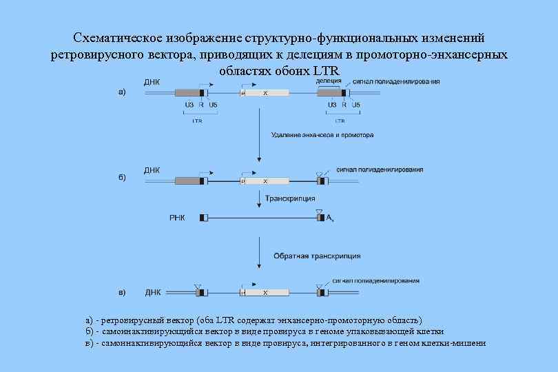 Схематическое изображение структурно-функциональных изменений ретровирусного вектора, приводящих к делециям в промоторно-энхансерных областях обоих LTR