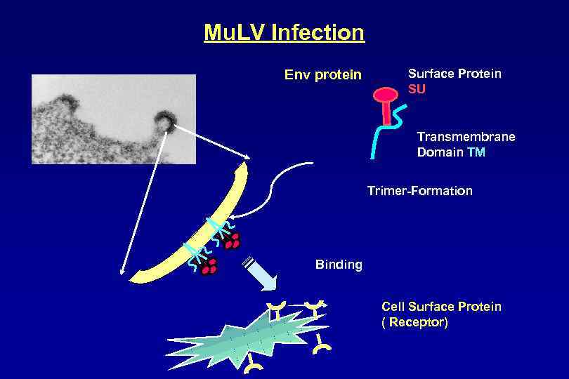 Mu. LV Infection Env protein Surface Protein SU Transmembrane Domain TM Trimer-Formation Binding Cell