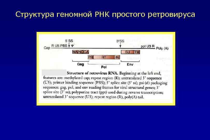 Структура геномной РНК простого ретровируса 