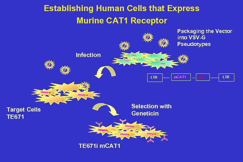 Establishing Human Cells that Express Murine CAT 1 Receptor Packaging the Vector into VSV-G