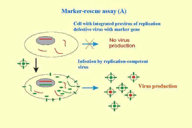 Marker-rescue assay (A) Cell with integrated provirus of replication defective virus with marker gene