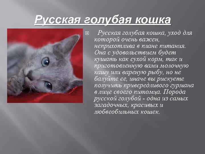 Русская голубая кошка Русская голубая кошка, уход для которой очень важен, неприхотлива в плане