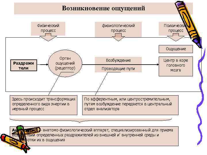 Возникновение ощущений Физический процесс физиологический процесс Психический процесс Ощущение Раздражи тели Орган ощущений (рецептор)