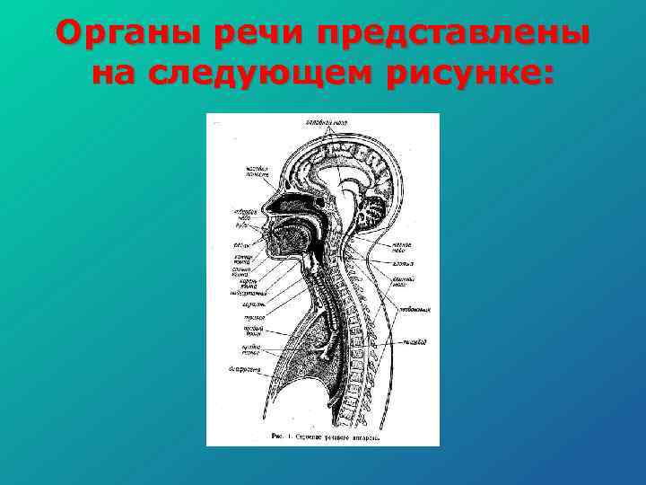 Органы речи картинка для детей