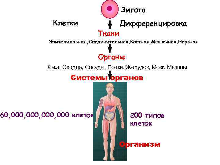 Зигота Клетки Ткани Дифференцировка Эпителиальная, Соединительная, Костная, Мышечная, Нервная Органы Кожа, Сердце, Сосуды, Почки,