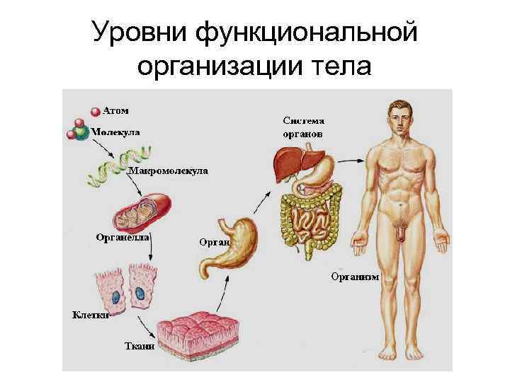 Уровни функциональной организации тела 