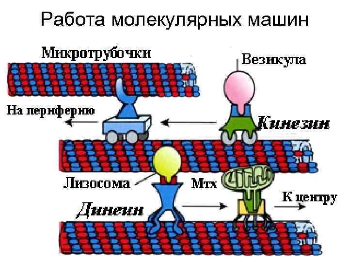 Молекулярная работа. Презентация молекулярные машины. Работа молекулярных машин. Отличие молекулярных машин и молекулярных устройств.