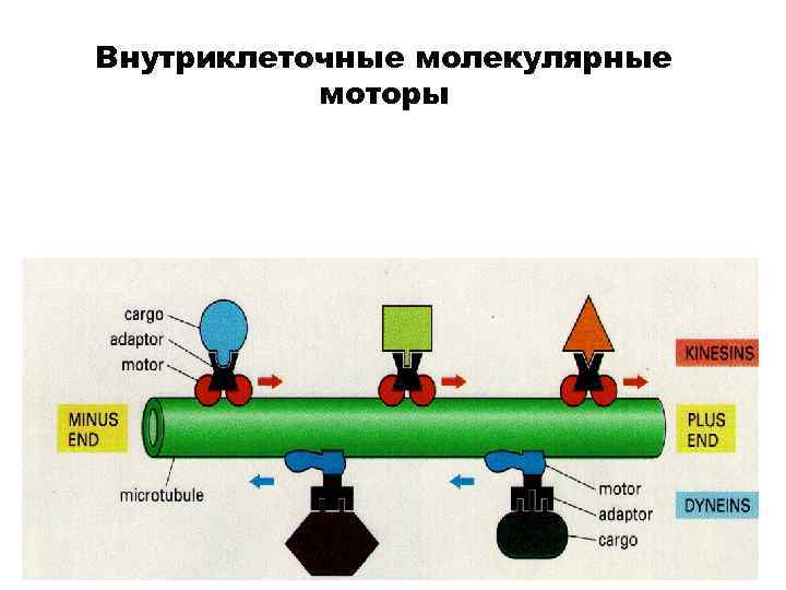 Внутриклеточные молекулярные моторы 