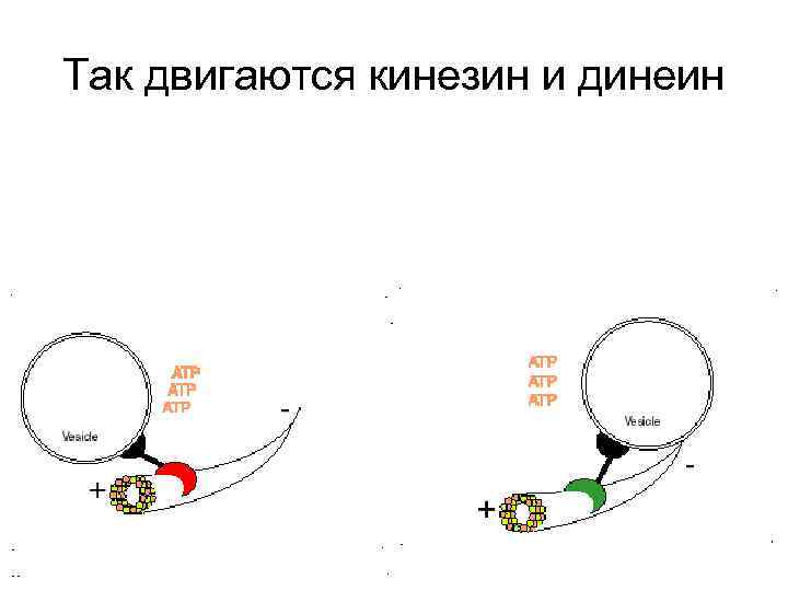 Так двигаются кинезин и динеин 