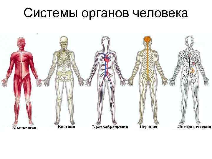 Системы органов человека 